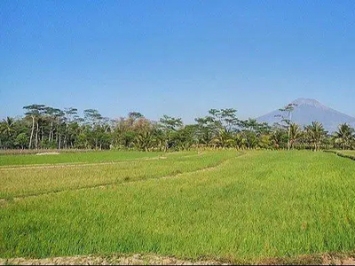 Dijual Sawah Pertanian Lokasi Dekat Dengan Jalan Tol Klaten-Jogjakarta