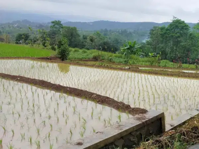 Sawah subur 1000 m2 Sagala herang Subang