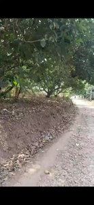 Tanah darat di desa Maja lebak banten tangerang