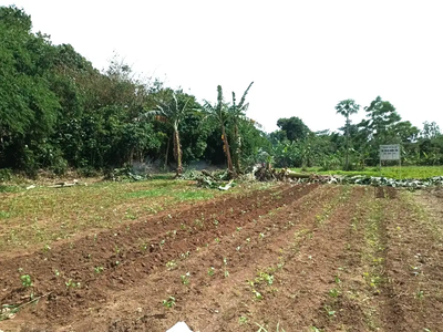 Tanah Murah Cisauk Dekat Stasiun Jatake Promo Mulai 950 Rb-an