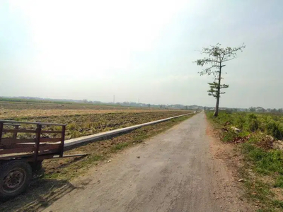 Tanah sawah produktif murah dijual Mojowarno, Jombang