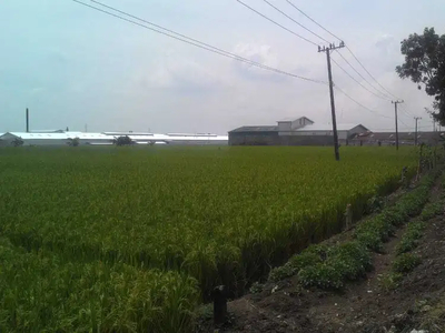 Dijual Tanah Sawah Dradah Blumbang Lamongan