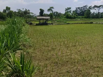 Jual sawah 12.000m2 atau 120 are