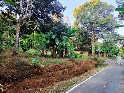 Kebun durian dijumantono