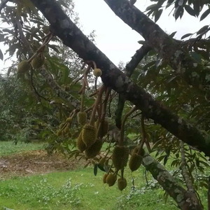 Kebun durian musanking 3 ha Jumantono Solo