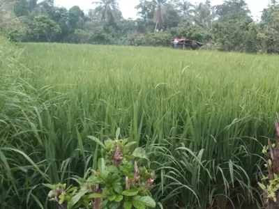 SAWAH PRODUKTIV DI KAMPUNG TERUMBU