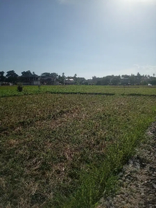 Tanah kontrak view sawah termurah Di dekat pantai seseh