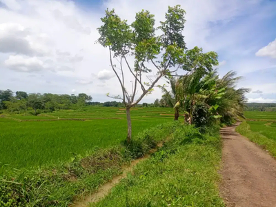 Dijual Sawah Ciracap Cipayung Sukabumi