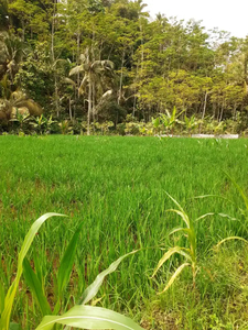 Dijual sawah seluas 100 ubin