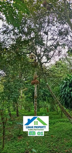 Tanah Luas Bonus Kebun Buah Durian di Parung Kuda, Sukabumi