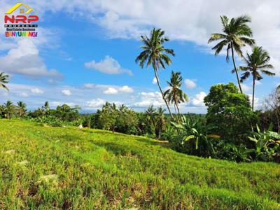 Dijual Tanah Sawah 99Ribuan Saja Per Meter di Glagah Banyuwangi