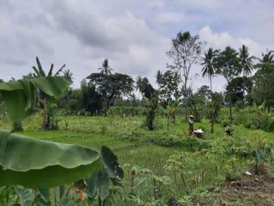 Dijual Tanah Sawah Area Tanjung 1