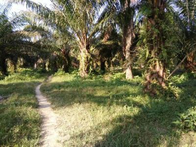 JUAL kebun sawit 60 Hektar daerah binjai, Kuala tanjung