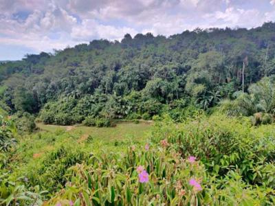 Jual Tanah Kebun Siap Lokasi Sindangsari, Lebak - Banten