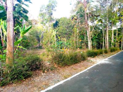 Kebun durian murah Mojogedang