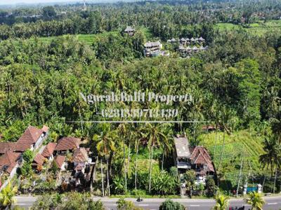 Sewa Tanah Murah Luas 10 Are Lingkungan Villa di Pejeng Ubud