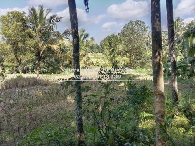 Sewa Tanah Murah Luas 3000 M2 View Sawah dan Sungai di Pejeng