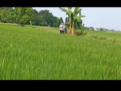 Tanah sawah murah di daerah jonggol Bogor Jawa Barat