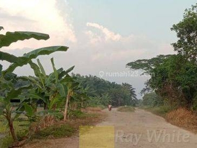 Tanah Sawah 4,3 Hektar di Katibung Lampung Selatan