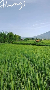 MURAH SAWAH PRODUKTIF DIJUAL CEPAT