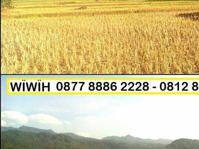 Dijual Kavling Luas 31.500 m area Serang, Banten, MURAAHH!!!