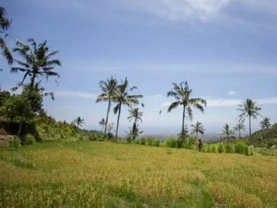 Rice Field View Land For Sale In Singaraja