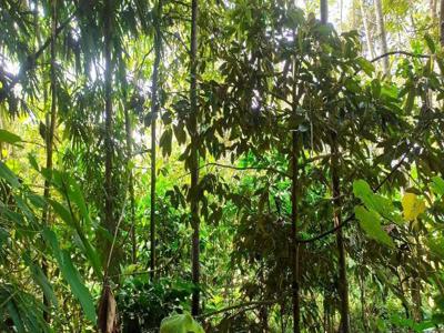 Cepetan Investasi Kebun Durian di Malang