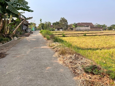 Jual Tanah Sawah Luas 845m Harga 225 Juta Kedawung - Sragen