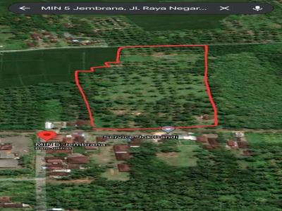 jembrana jl.raya denpapasar - gilimanuk 1.72 hektar tanah di jual