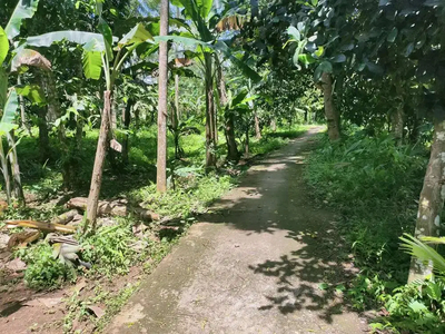 Dijual murah kebun datar lokasi pabuaran serang Banten