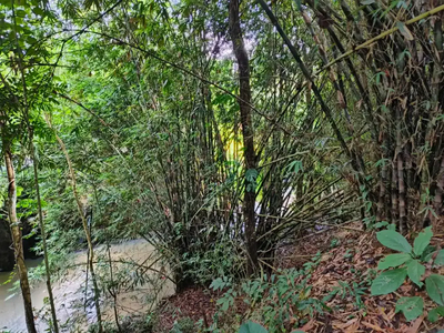 Tanah los sungai murah di tabanan bali