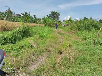 Tanah di jual luas 2.5are view sawah di jalan Siulan Denpasar Timur