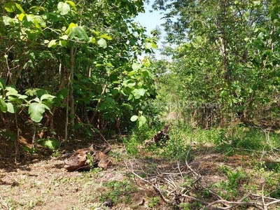 Tanah Luas 1586 M2 Cocok Untuk Perumahan di Nanggulan,kulon Progo